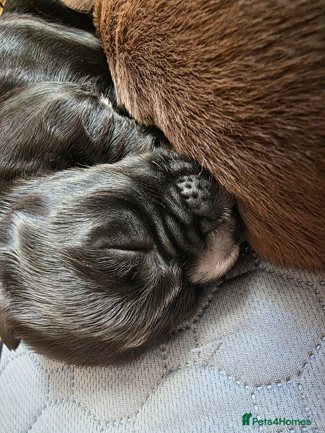 Cocker Spaniel dogs for sale: last puppy (girl) of the Working Cocker Spaniel - Advert 12