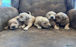 Goldendoodle dogs for sale: Gorgeous Goldendoodle Puppies  - Image 9