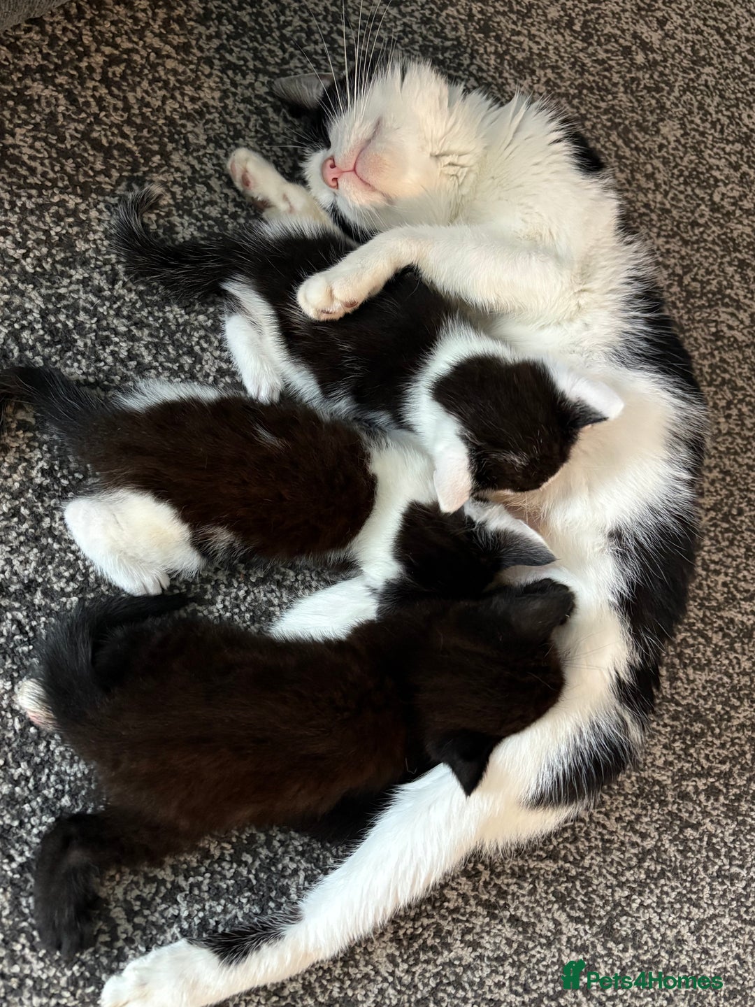 Mixed Breed cats for sale: Black and white kittens  - Image 4
