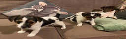 Jack Russell dogs for sale: Gorgeous Jack Russell Puppies  - Advert 3