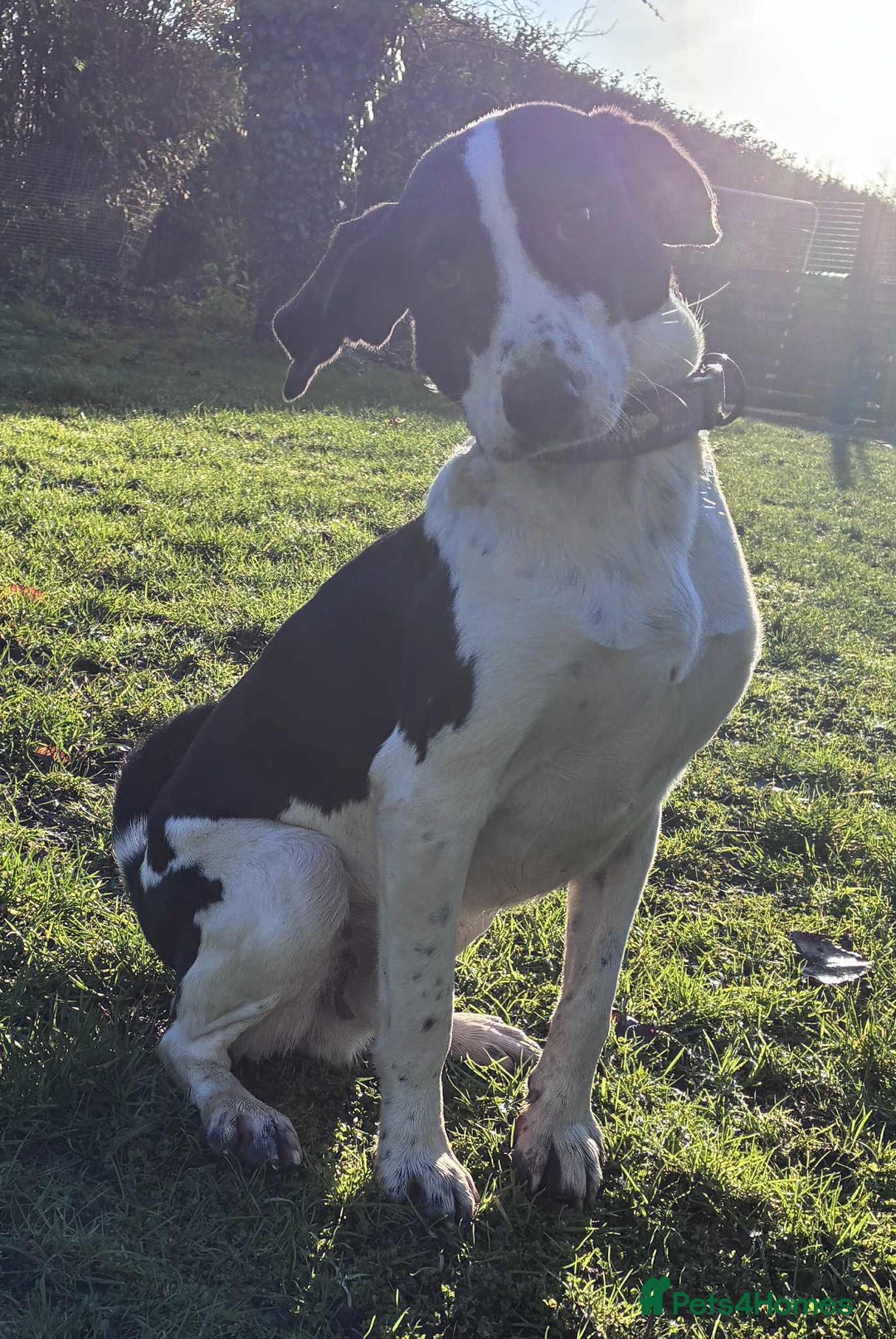 Mixed Breed dogs for adoption: 💔 PARIS is STILL WAITING FOR HOME 💔 - Advert 10