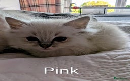 Ragdoll cats for sale: Stunning fluffy show quality ragdolls  - Image 6