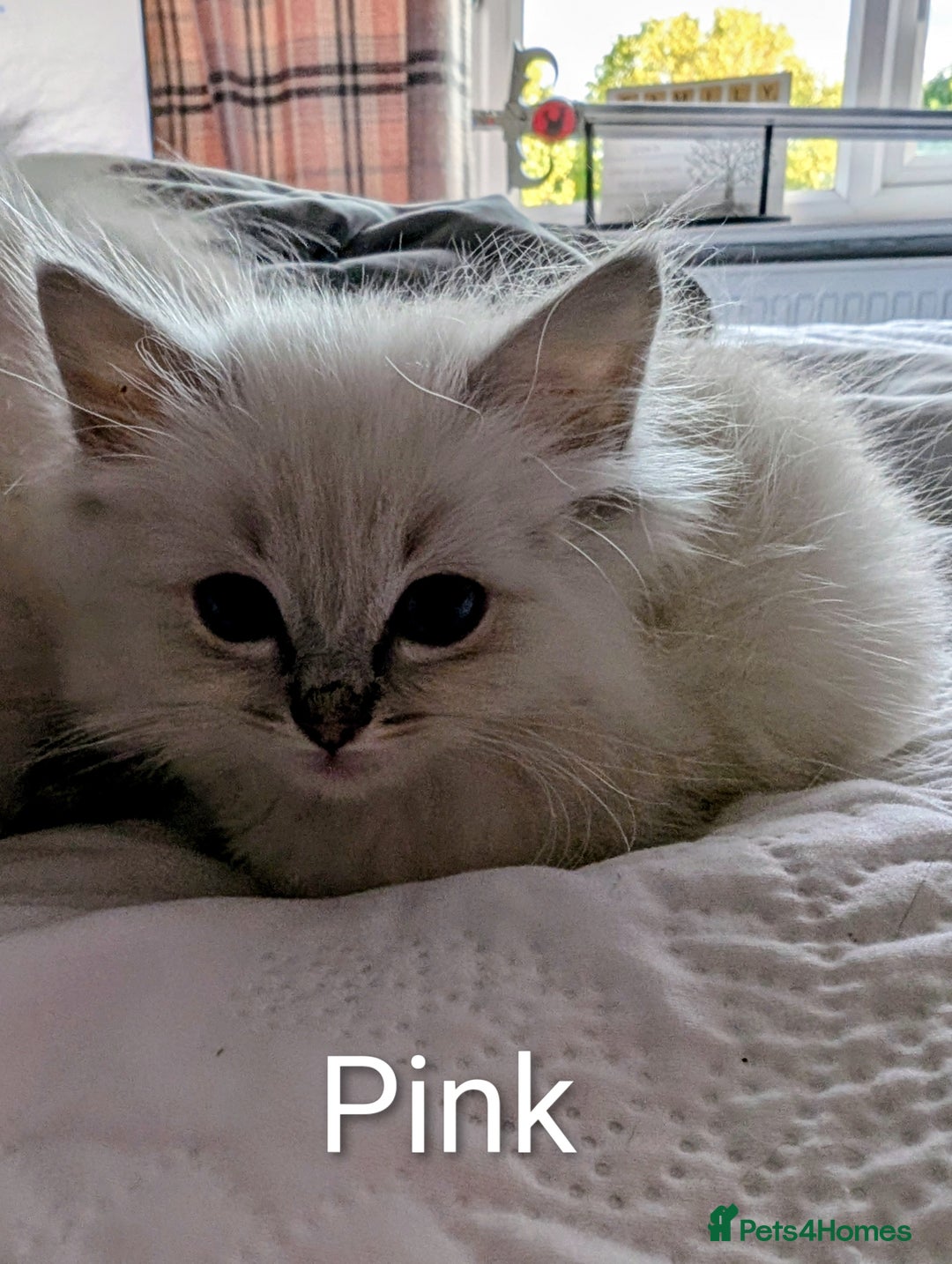 Ragdoll cats for sale: Stunning fluffy show quality ragdolls  - Image 6