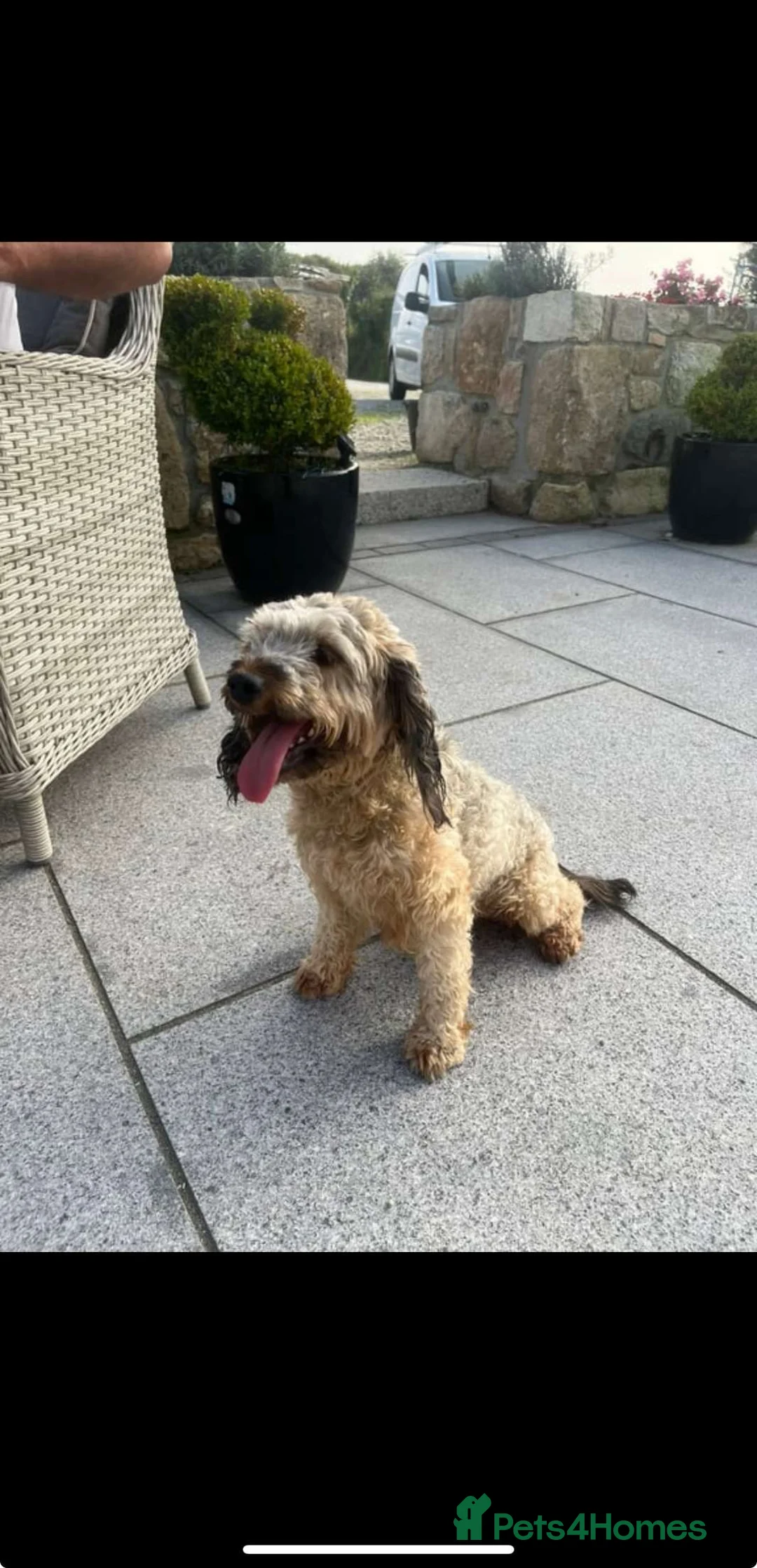 Cockapoo dogs for sale: Cockapoo puppies  - Advert 1