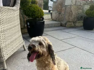 Cockapoo dogs Cockapoo puppies - Advert 1