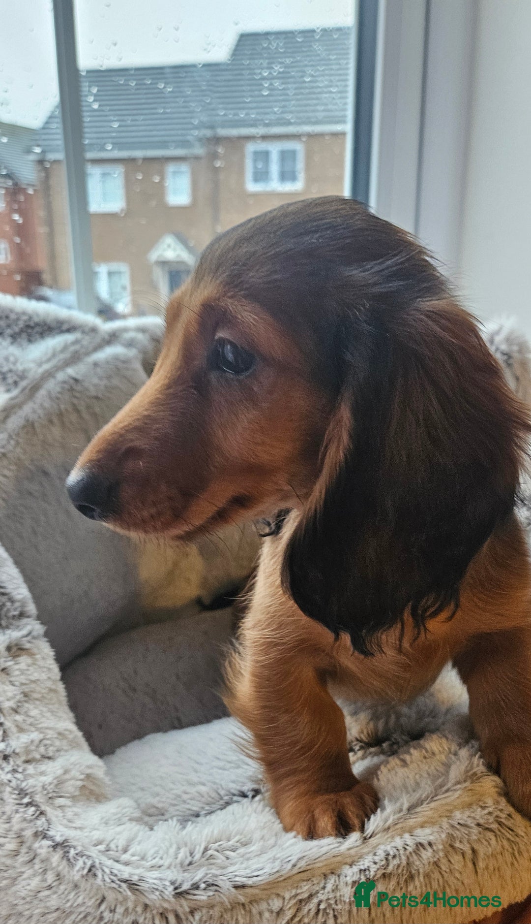 Miniature Dachshund dogs for sale: Ready now 🩵🩵🩵🩷 - Advert 28