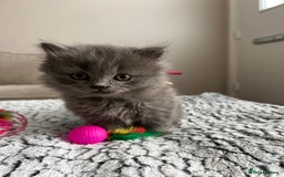 British Longhair cats for sale: British Longhair Girl - Image 3