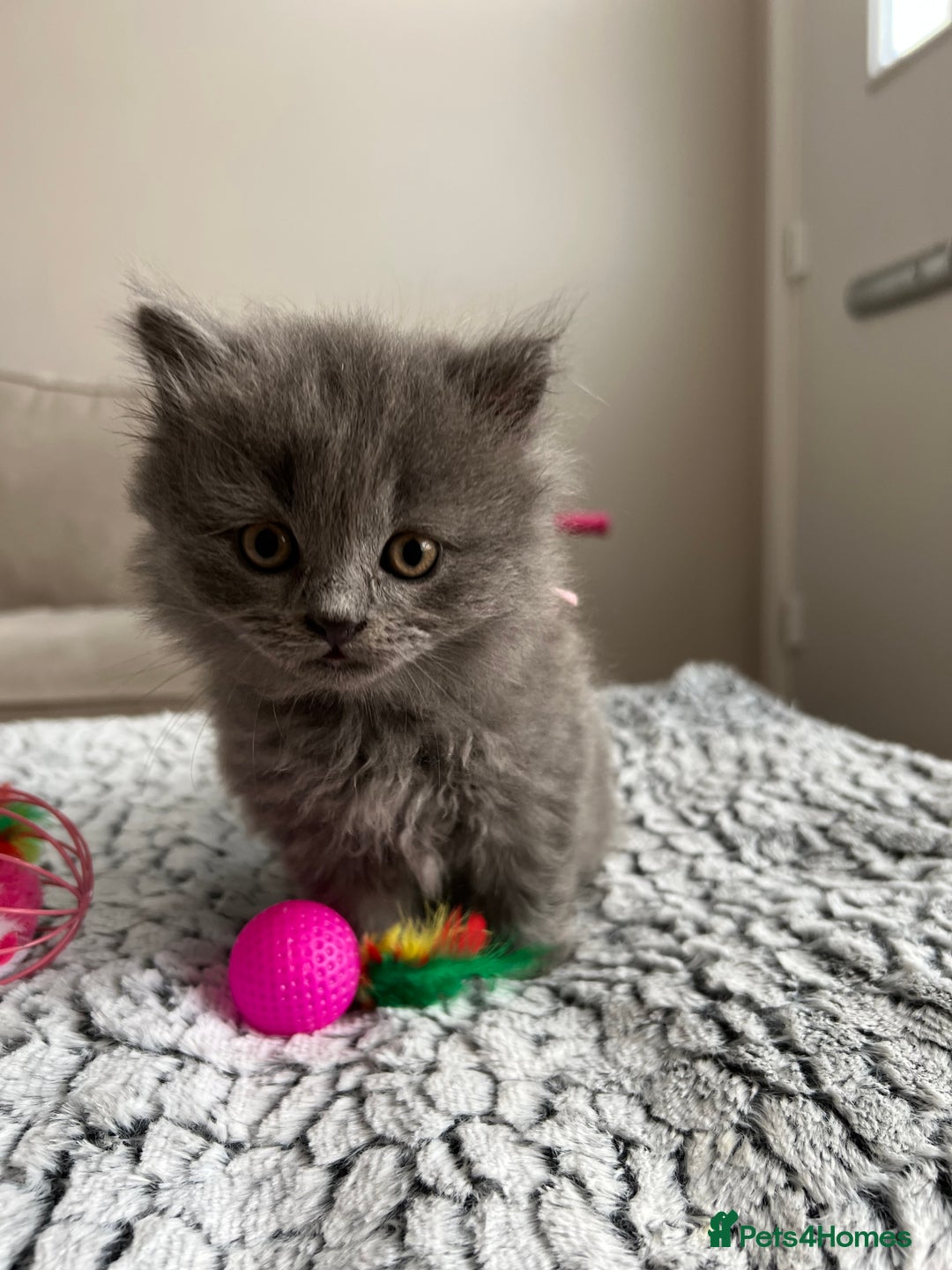 British Longhair cats for sale: British Longhair Girl - Image 3