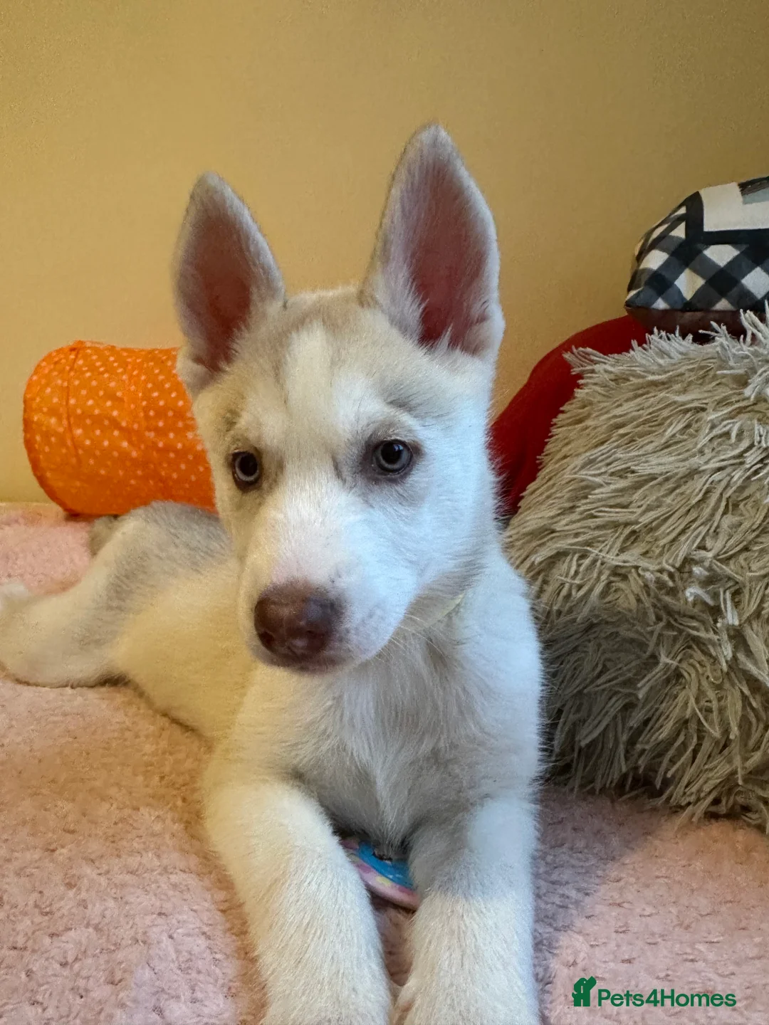 Siberian Husky dogs for sale: ✨ Siberian Huskies puppies ✨ - Advert 19