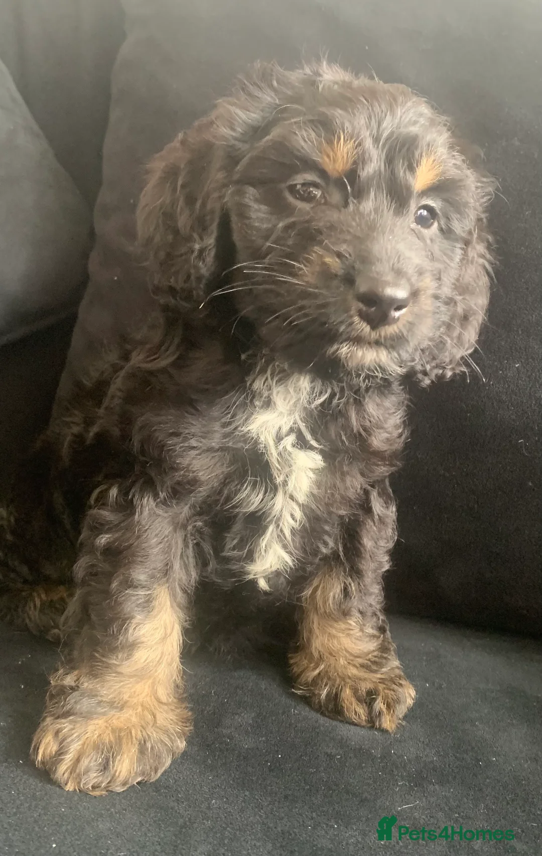 Cockapoo dogs for sale: Outstanding F1 Cockerpoo PuppiesExceptional Colour - Advert 2
