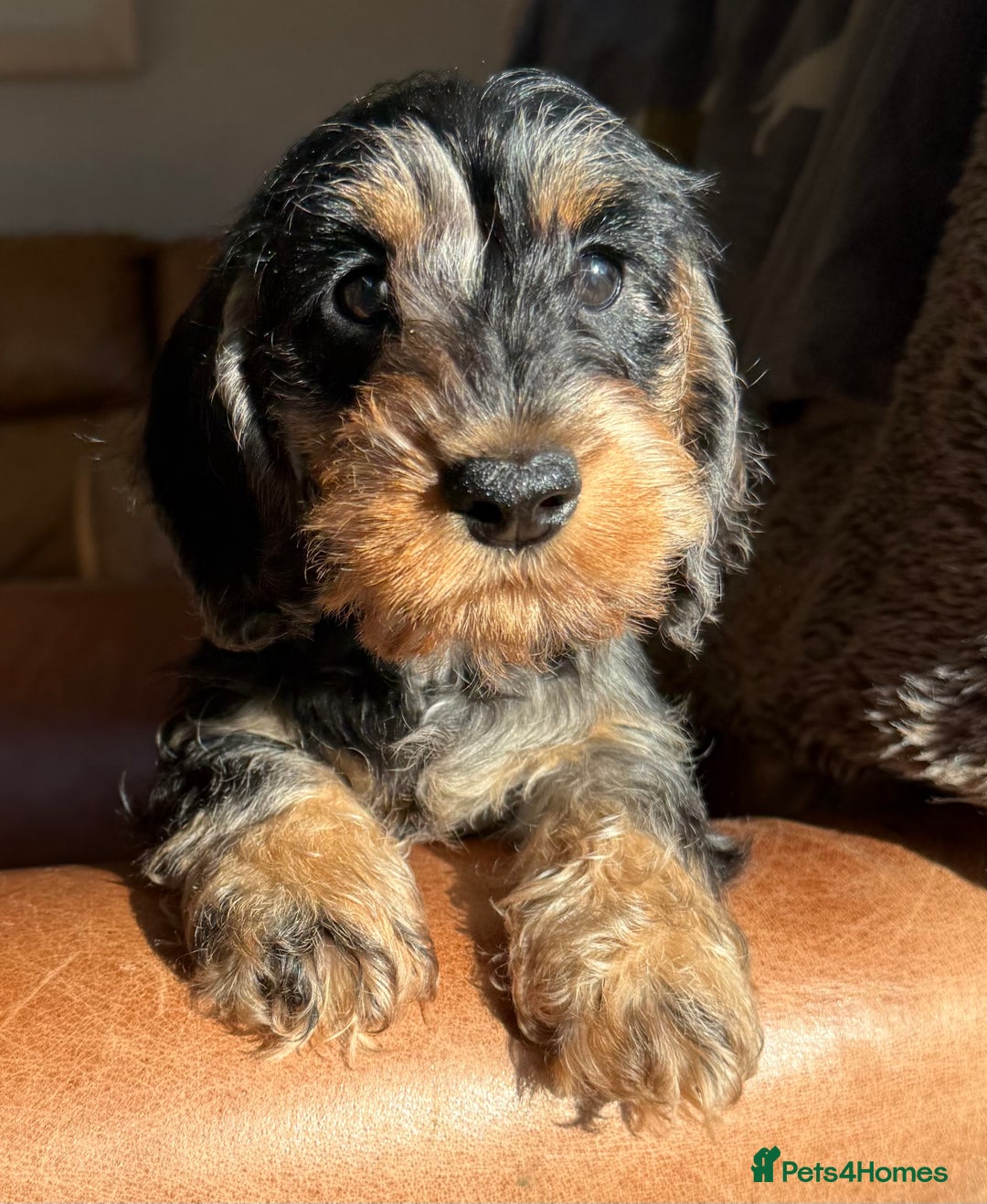 Dachshund dogs for sale: KC registered mini wires - Advert 1