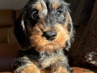 Dachshund dogs KC registered mini wires - Advert 2