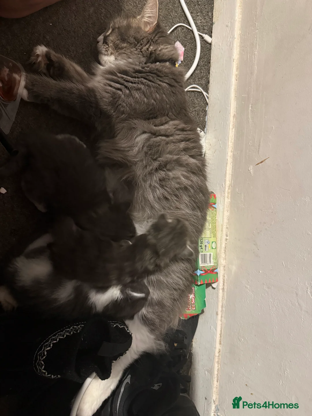 Norwegian Forest Cat cats for sale: Fluffy purrfeecctt bundles of love  - Advert 2