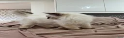 Ragdoll cats for sale: RAGDOLL BOY colour point chocolate pedigree in Birkenhead - Advert 8