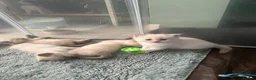 Ragdoll cats for sale: 8 gorgeous ball of fluff Ragdoll kittens for sale  - Advert 3