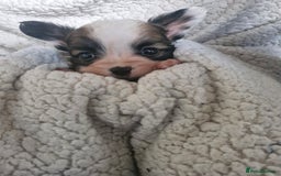 Papillon dogs for sale: KC Papillon. DNA health tested.  - Image 10