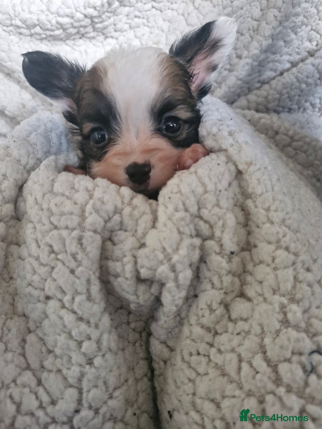 Papillon dogs for sale: KC Papillon. DNA health tested.  - Image 10