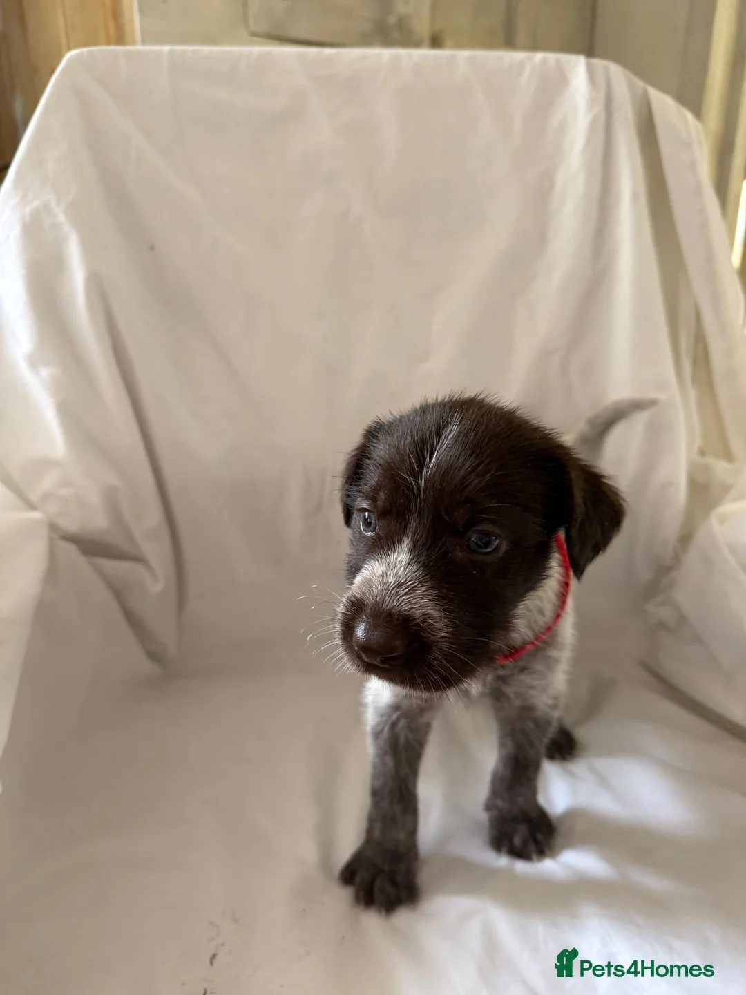 Mixed Breed dogs for sale: GWP X Weimsky puppies for sale - Advert 32