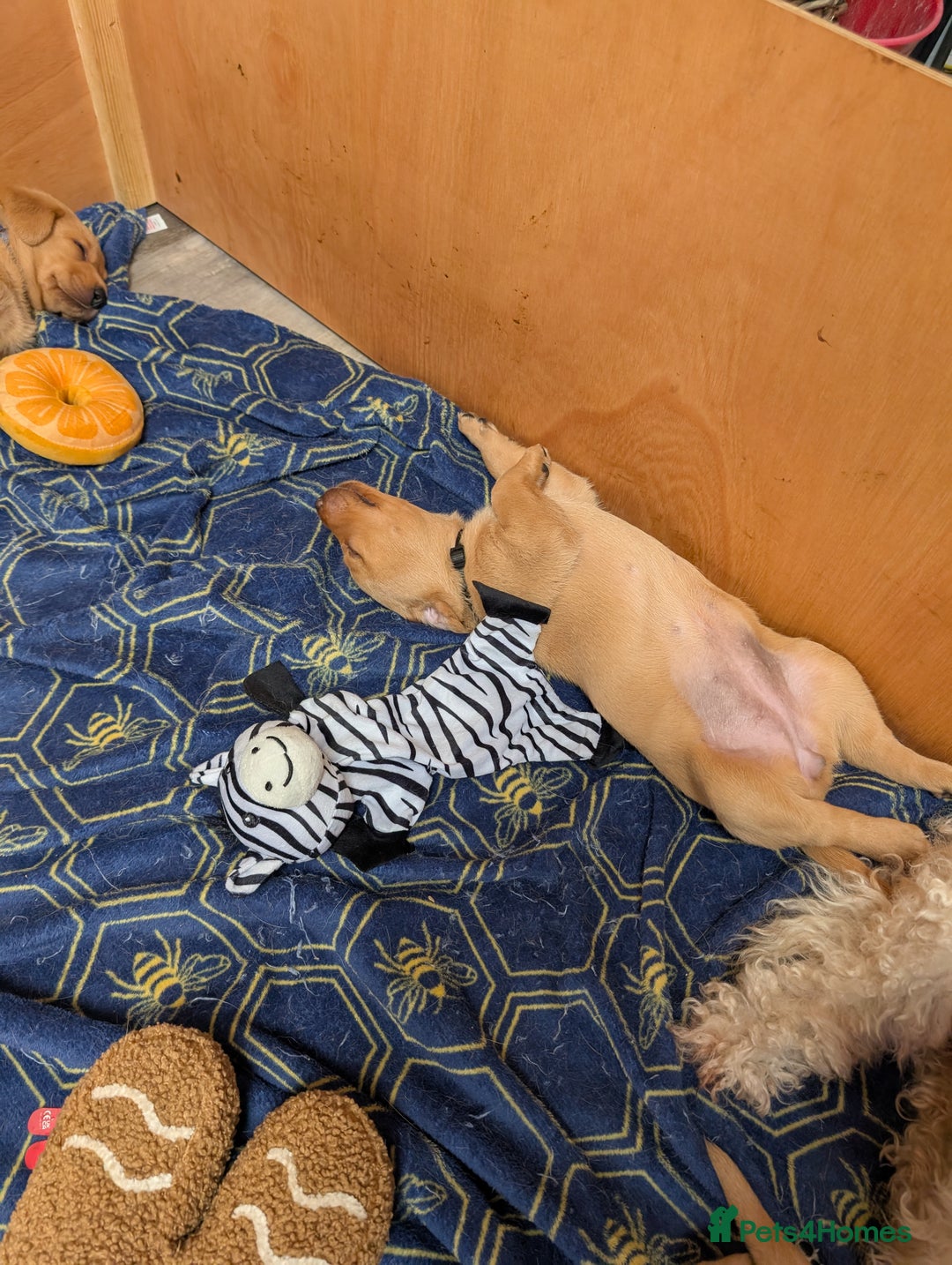 Labrador Retriever dogs for sale: Fosterwold Yellow/red Labrador pups - Image 11