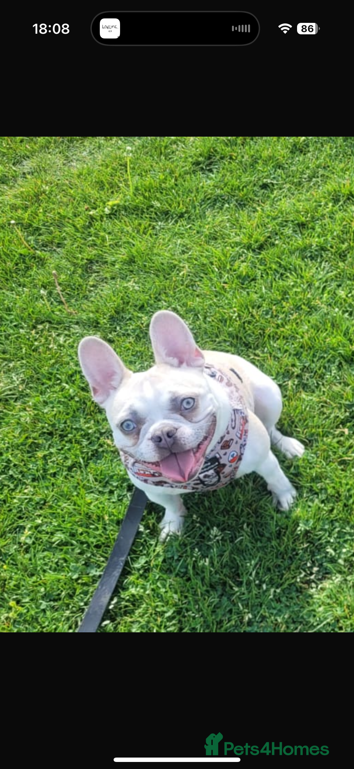 French Bulldog dogs 19 month lilac fawn female French Bulldog in Bristol - Advert 1