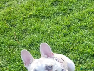 French Bulldog dogs 19 month lilac fawn female French Bulldog in Bristol - Advert 1