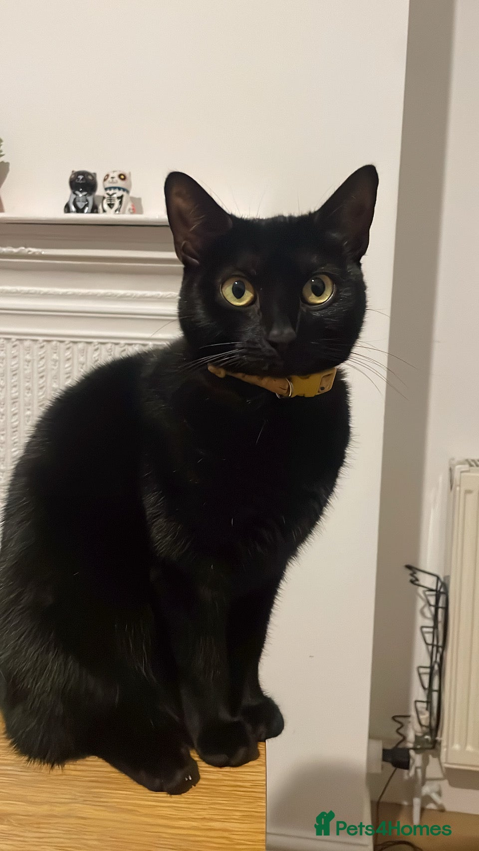 Mixed Breed cats Beautiful black cat - Advert 7