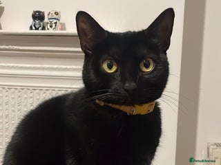 Mixed Breed cats Beautiful black cat - Advert 1