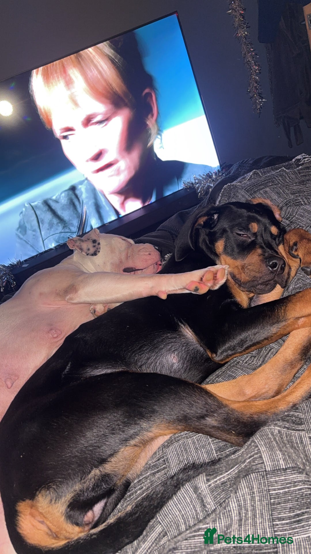 Mixed Breed dogs for sale: Cane corso x rotti - Advert 2