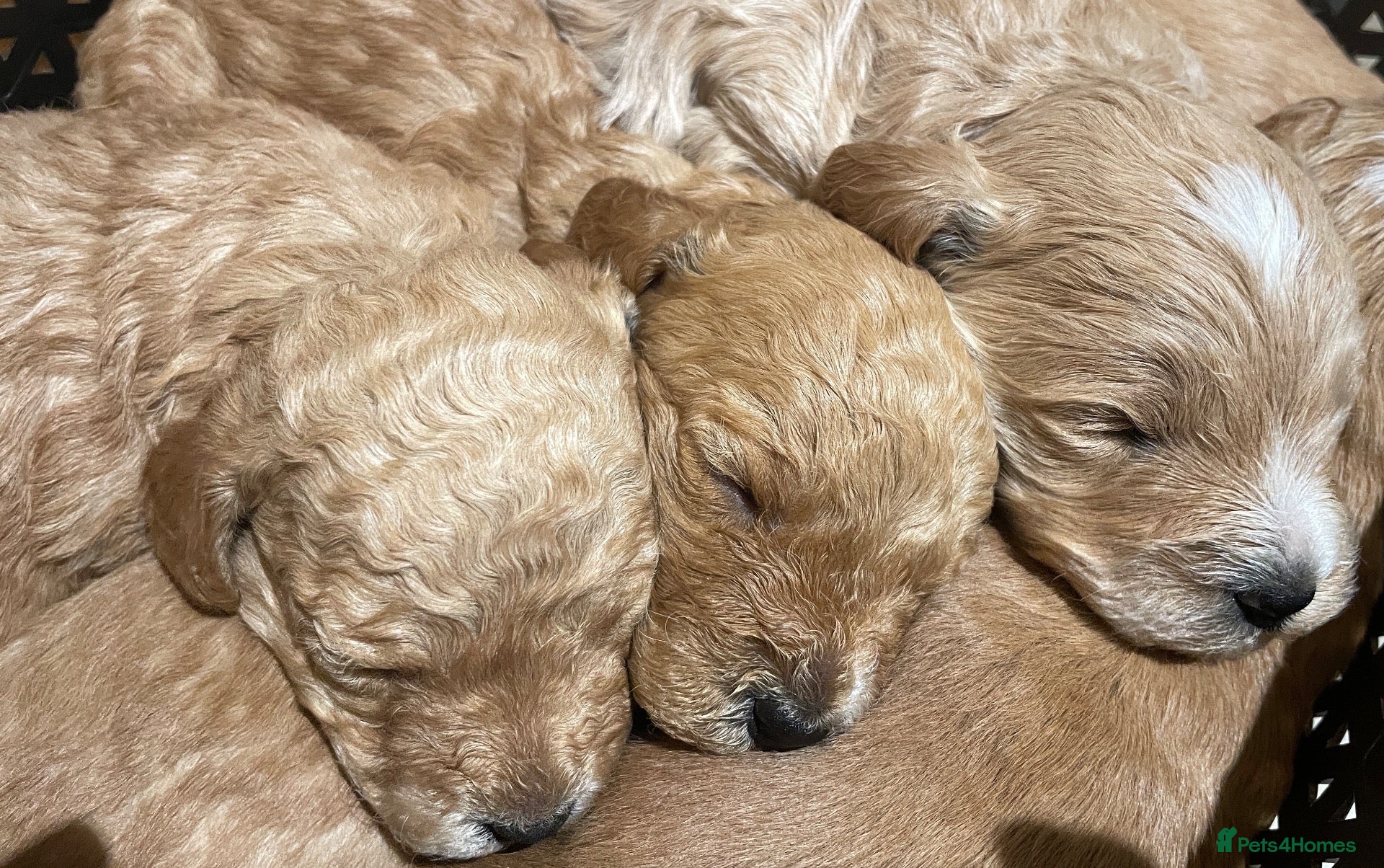 Cockapoo dogs 5⭐️ genetic tested Cockapoo Cream, Apricot, Red  - Advert 1
