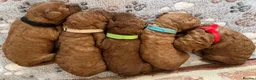 Cavapoo dogs for sale: F1b males 🐾 - Advert 8