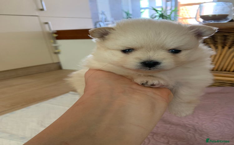 Pomeranian dogs - Advert 5