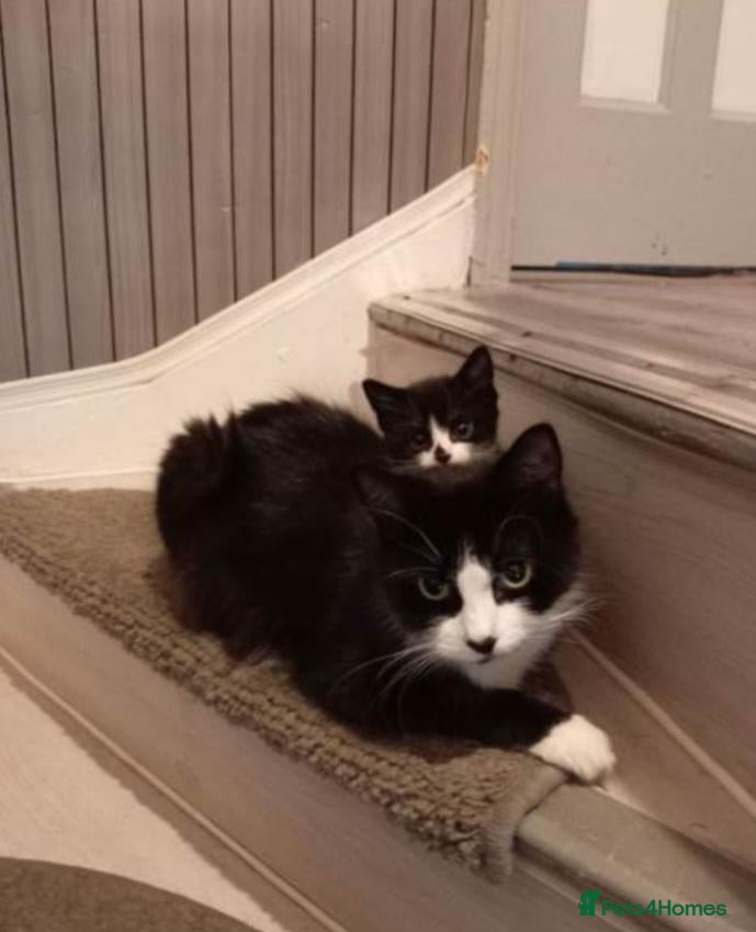 Mixed Breed cats Beautiful tuxedo boy kitten  - Advert 2