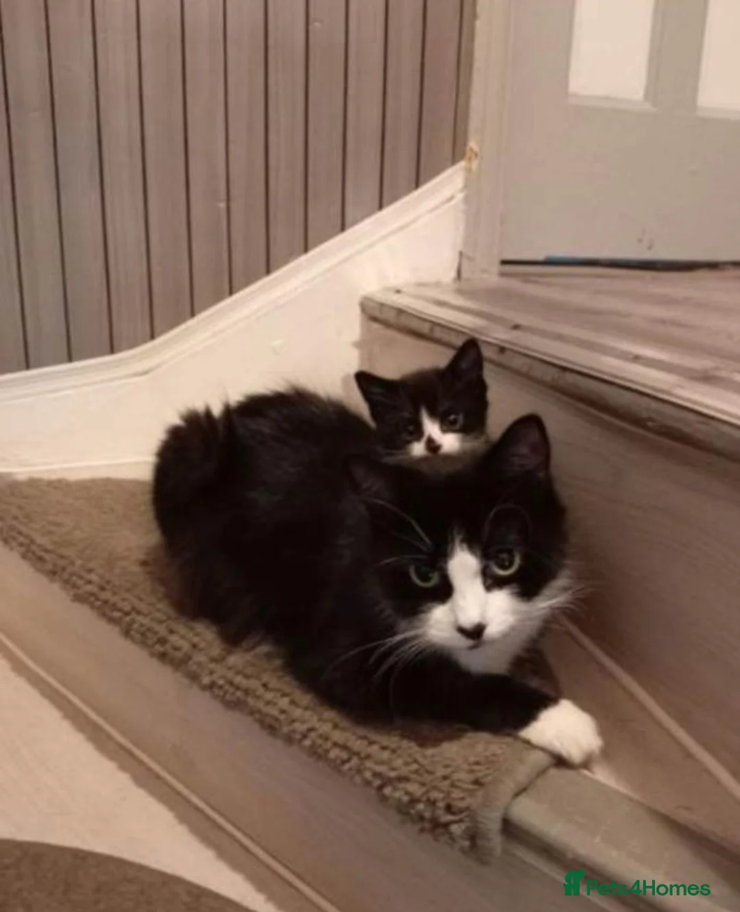Mixed Breed cats for sale: Beautiful tuxedo boy kitten  - Advert 1