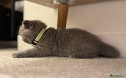 British Shorthair cats for sale: British Short Hair Kittens - Advert 15