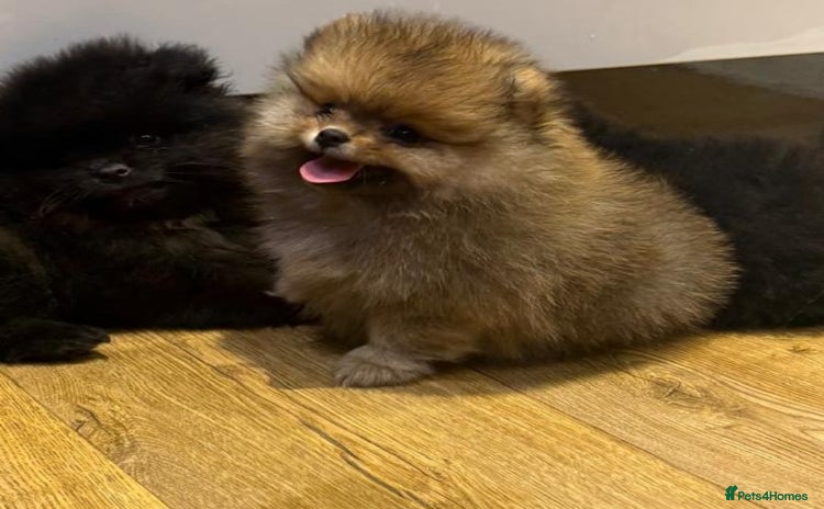 Pomeranian dogs - Advert 11