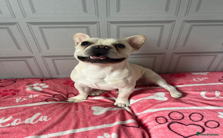 French Bulldog dogs - Advert 1