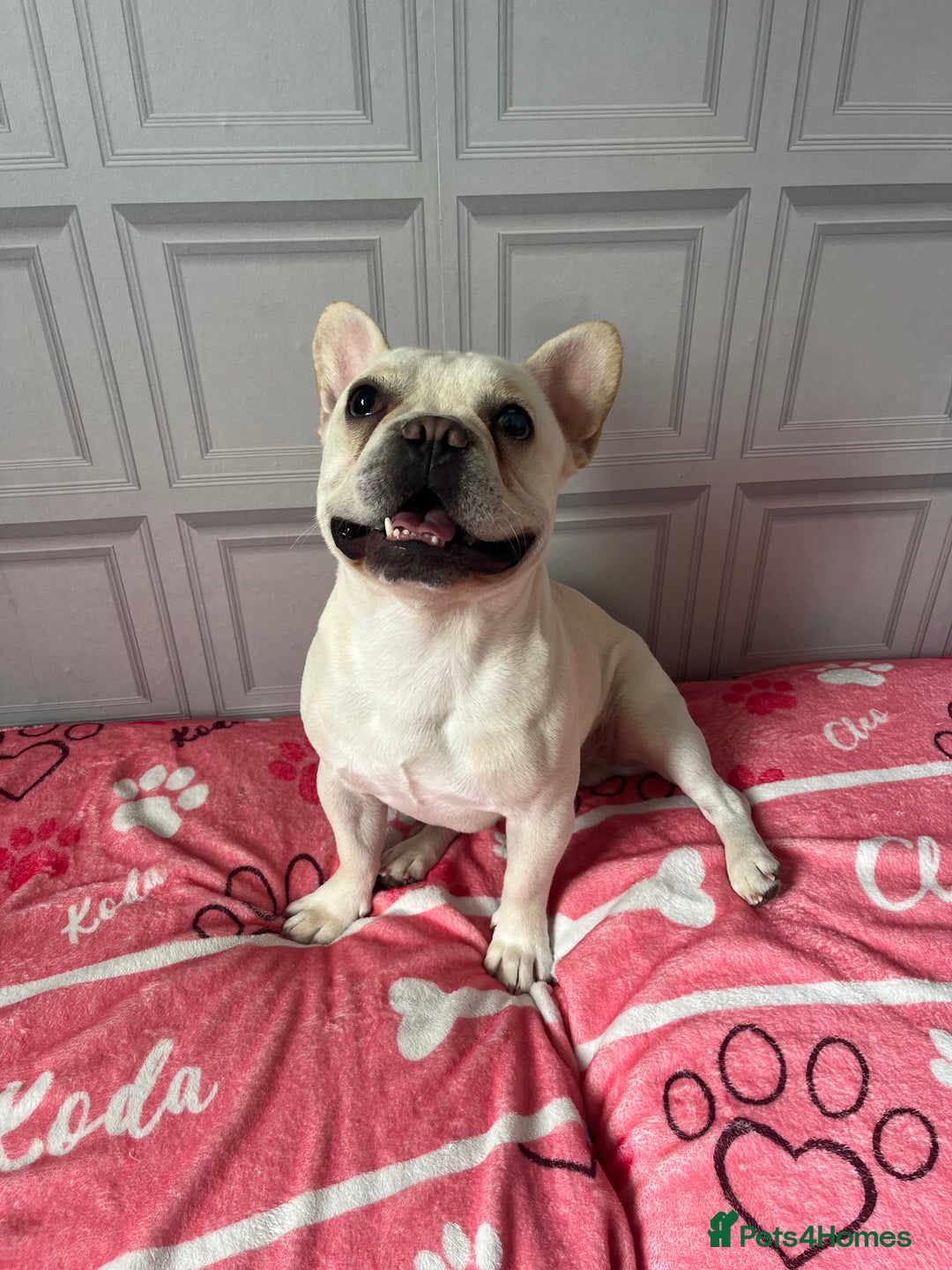 French Bulldog dogs for sale: Male Frenchie  - Image 1