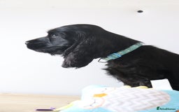 Cocker Spaniel dogs for sale: Kc registered show cocker spaniels  - Image 9