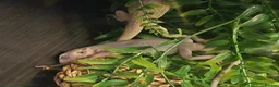 Bearded Dragon reptiles for sale: Baby bearded dragons  - Advert 3
