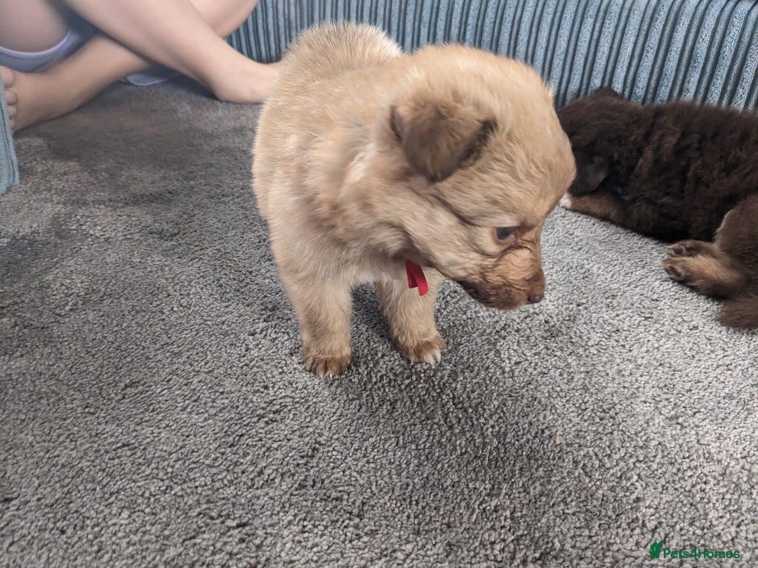 Mixed Breed dogs for sale: Border collie x German shepherd puppies - Image 9