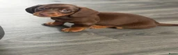 Miniature Dachshund dogs for sale: ✨2 miniature dachshund puppies READY TO LEAVE✨ - Advert 10