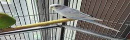 Parrots birds for sale: Premium Hand-Reared Parrots–Reserve Today in Leamington Spa - Advert 4