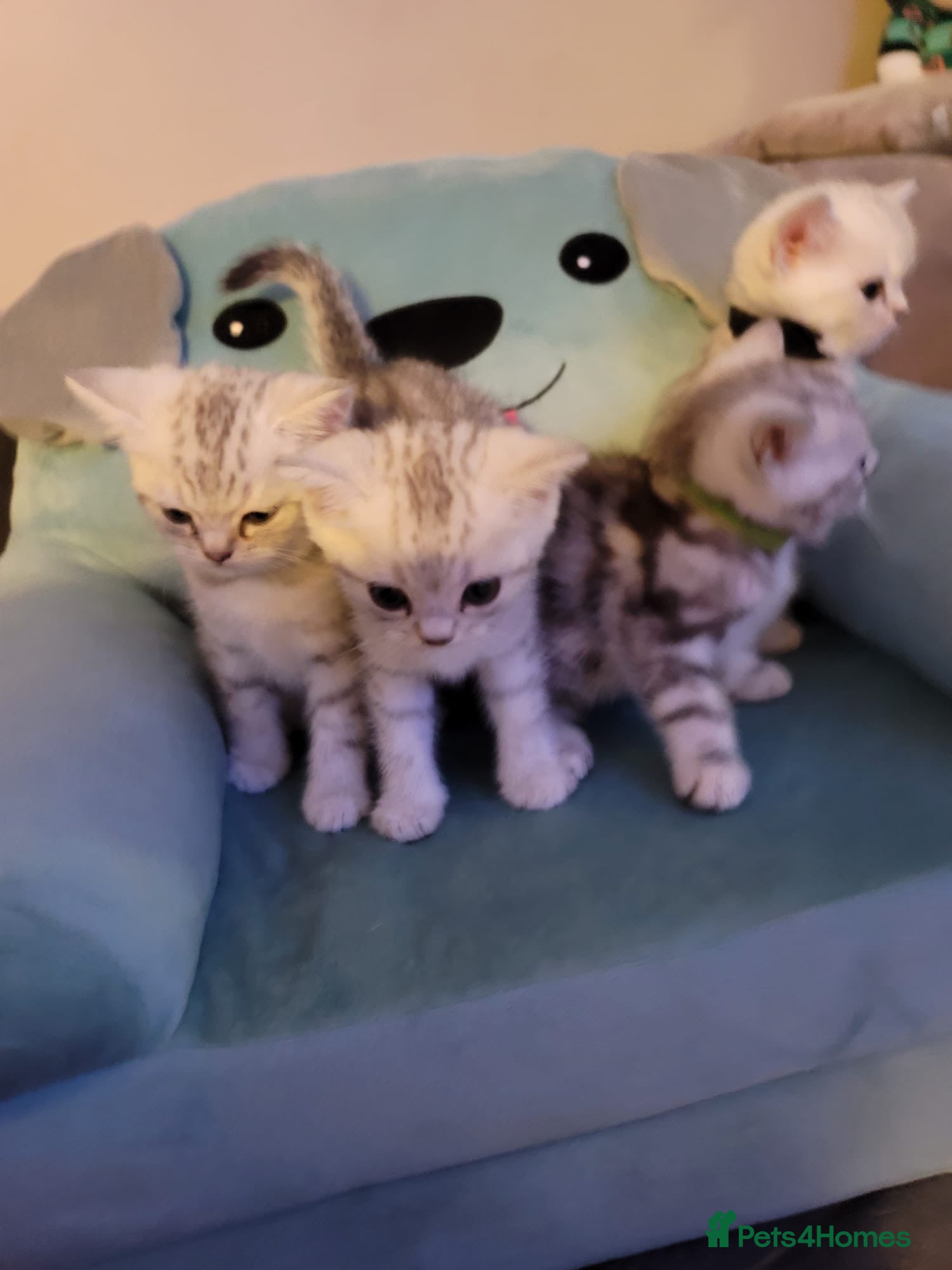 British Shorthair cats for sale: Beautiful kittens – 2 Boys & 2 Girls Ready Now  - Advert 14