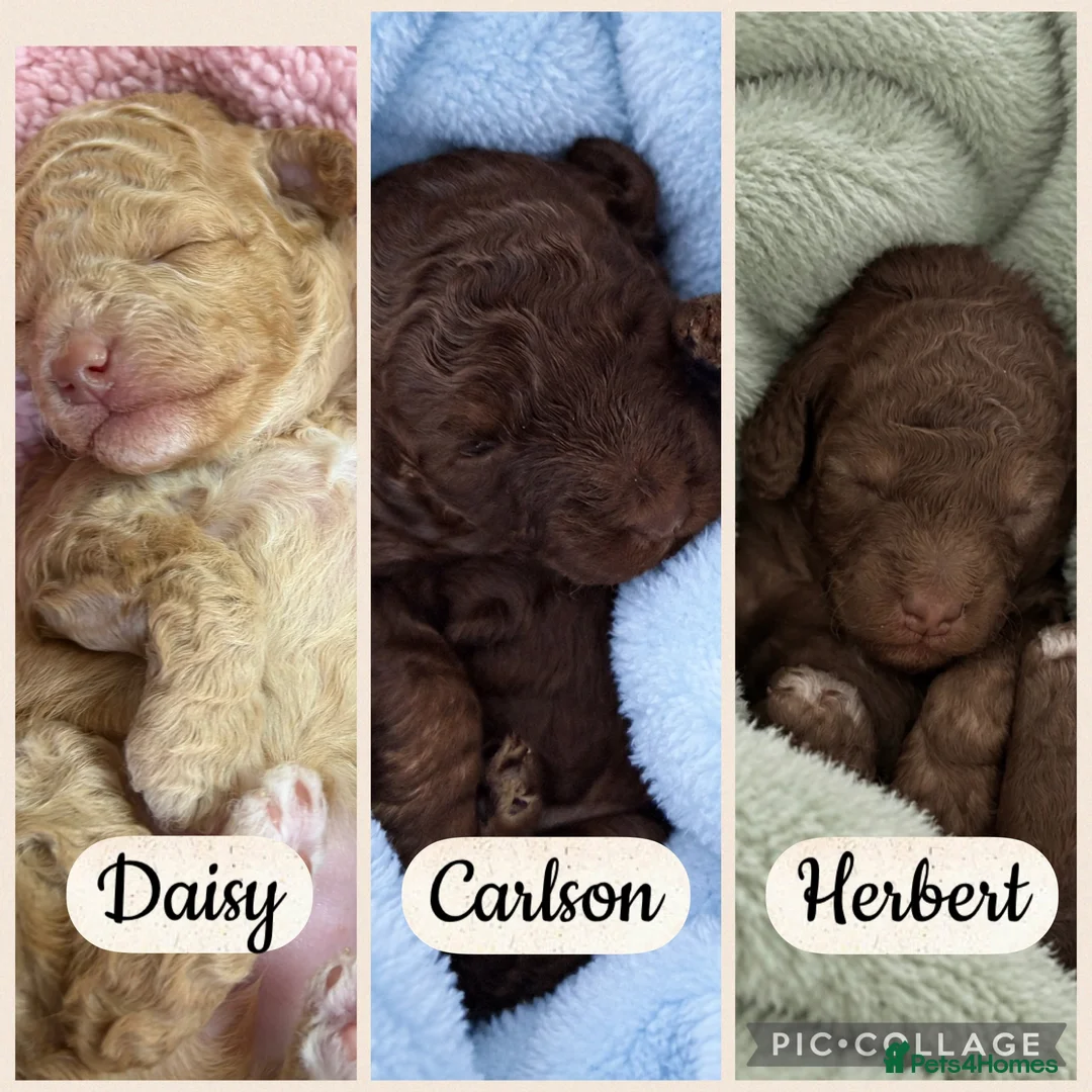 Toy Poodle dogs for sale: Chocolate toy poodles  - Advert 22