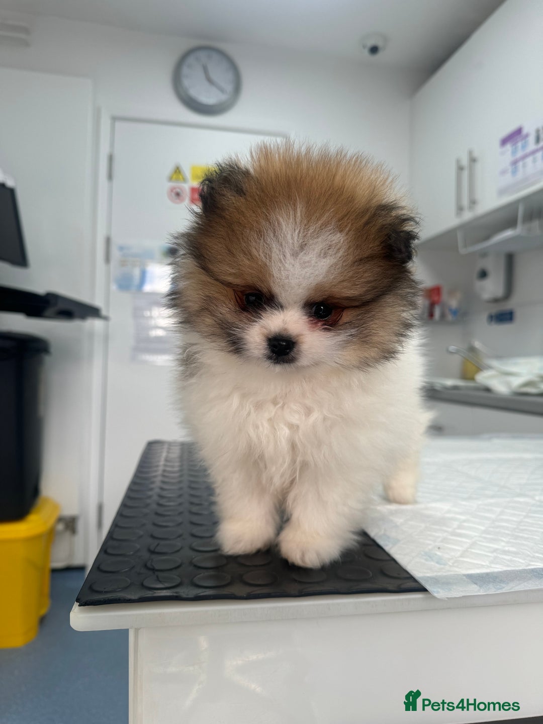 Pomeranian dogs for sale: Unique patterned Pomeranians 🩵 - Advert 11