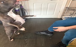 Staffordshire Bull Terrier dogs for sale: Year old female blue staff  - Image 6