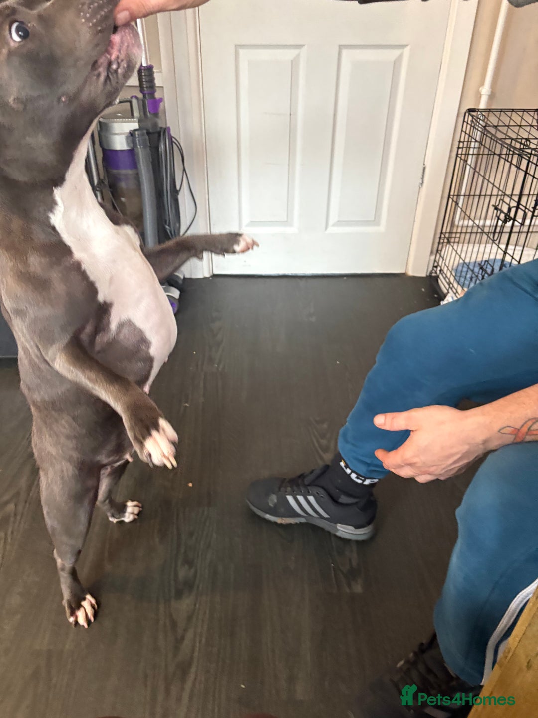 Staffordshire Bull Terrier dogs for sale: Year old female blue staff  - Image 6