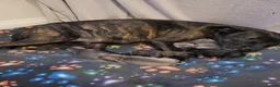 Mixed Breed dogs for sale: Staffie cross mastiff - Advert 5