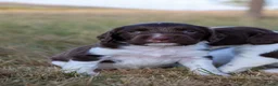 English Springer Spaniel dogs for sale: English springer spaniel  - Advert 8