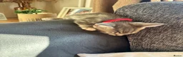 Mixed Breed cats for sale: Adorable kittens for sale  - Advert 13